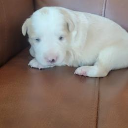 Butter - Gold female Border Collie puppy in Caledonia, Michigan from Magnolia Acres