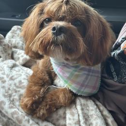 Cavapoo, Goldendoodle, and Poodle All Grown Up from Pearls & Curls doodles & poodles