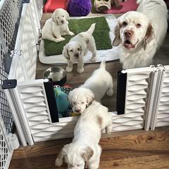 Clumber Spaniel Puppies from Wanderlust Clumber Spaniels