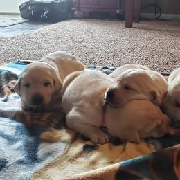Labrador Retriever Puppies from White Mountain Kennels