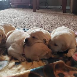 Labrador Retriever Puppies from White Mountain Kennels