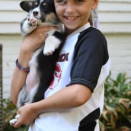 Pembroke Welsh Corgi Puppies from A&A’s Adorable Corgis