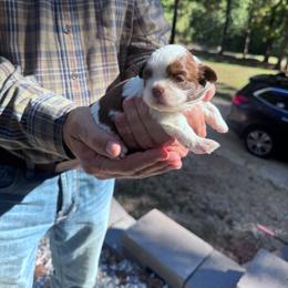 Sprinkles - Liver and white male Shih Tzu puppy in Toccoa, Georgia from Shorkie & Shih Tzu Haven