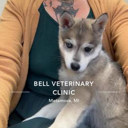 Belle - Tri-color female Pomsky puppy in Burton, Michigan from Snow Shark Pomskys