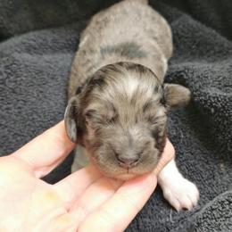 B1 - Black male Dachshund puppy in Austin, Texas from Glorious Minis