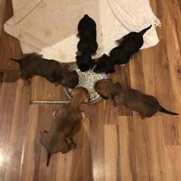 Dachshund Puppies from Hursh’s Hounds