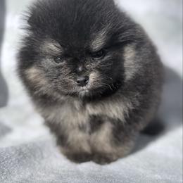 Elf - Black and tan male Pomeranian puppy in Coleman, Oklahoma from Pretty Poms