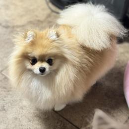 Itsy - Pomeranian