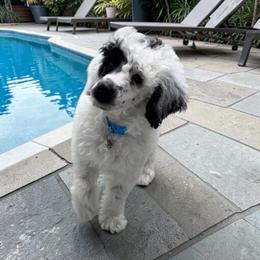 Thor - Parti male Poodle puppy in Gainesville, Florida from Pet Inn Xxweetdoodles