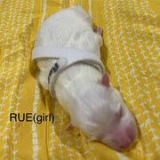 Rue - White American Eskimo Dog puppy in West Jordan, Utah from Ketura’s Angels Kennels