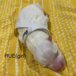 Rue - White American Eskimo Dog puppy in West Jordan, Utah from Ketura’s Angels Kennels