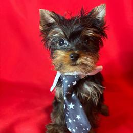 SB boy - Blue and gold male Yorkshire Terrier puppy in Alburnett, Iowa from Hobbs Shire Yorkies