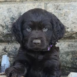 Boykin Spaniels from Red River Boykin Spaniels