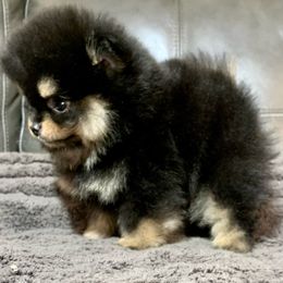 Pomeranian Puppies from Yates Pomeranians
