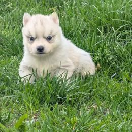 Tiny Tim - Gray and white male Siberian Husky puppy in Wisconsin from Liberty Siberians
