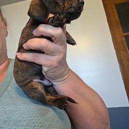 Wire guy - Brindle male Dachshund puppy in El Paso, Texas from Mells Weenies
