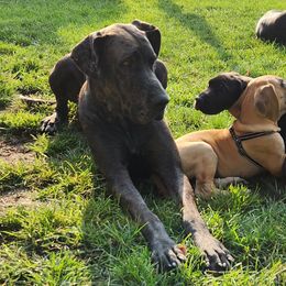 Violet - Great Dane