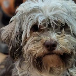 Havanese and Miniature Australian Shepherds from Fredrickson Farm's Miniature Australian Shepherds and Havanese