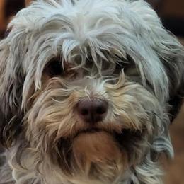 Havanese and Miniature Australian Shepherds from Fredrickson Farm's Miniature Australian Shepherds and Havanese