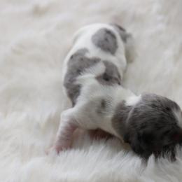 Edward - Dapple male Dachshund puppy in Peebles, Ohio from Cave Valley Hounds