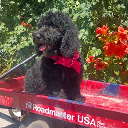 Boba - Black female Labradoodle puppy in Murray, Utah from Swann's Kennels