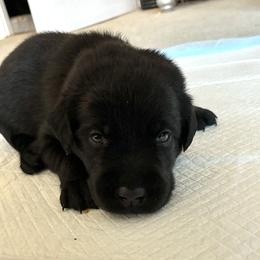 Prince Philip (Black) - Black male Labrador Retriever puppy in Tiverton, Rhode Island from Our Little Farm