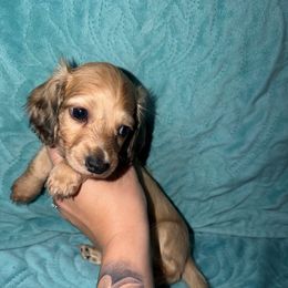 Biscuit - Dapple male Dachshund puppy in Crawfordsville, Indiana from KCM Doxies