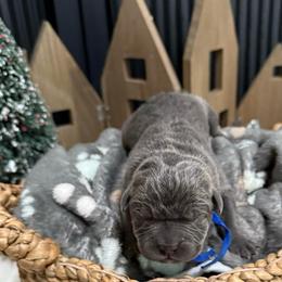 Donner - Gray male Cane Corso puppy in Utah from 3Lake Kennelz