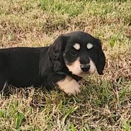 Dachshund Puppies from Buckwild Doxies