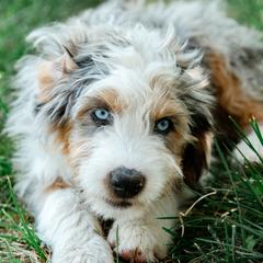 Australian Mountain Doodle puppies from MB Livestock