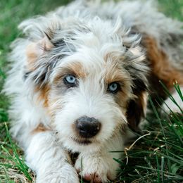 Australian Mountain Doodle puppies from MB Livestock