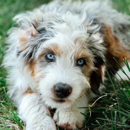 Australian Mountain Doodle puppies from MB Livestock
