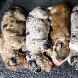Assorted Doodle Crosses and Bernedoodles from Texas Doodle Dandies