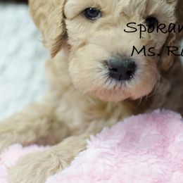 Labradoodle Puppies from Spokane Doodle