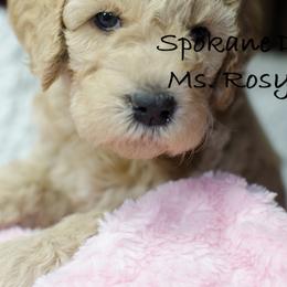 Labradoodle Puppies from Spokane Doodle