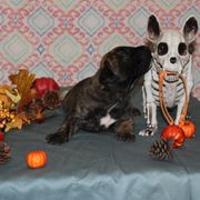 Boy 3 - Tiger Perro de Presa Canario puppy in Winfield, Missouri from Canarian Bull Kennel
