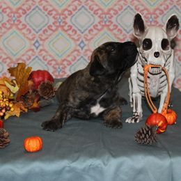 Boy 3 - Tiger Perro de Presa Canario puppy in Winfield, Missouri from Canarian Bull Kennel