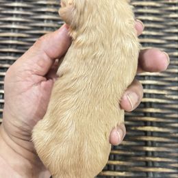 Boy 2 courage - Apricot male Maltipoo puppy in Las Vegas, Nevada from Maltipoo_vegas