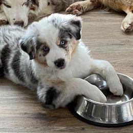 Australian Shepherds from Twisted A Acres