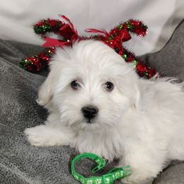 Gadget - White male Coton de Tulear puppy in Westfield, North Carolina from Legacy Pets