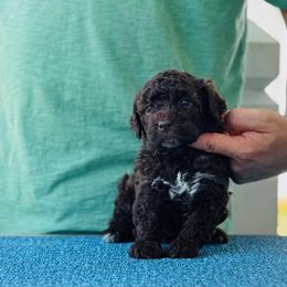 Girl 3 - Brown female Lagotto Romagnolo puppy in Sugar Valley, Georgia from Pinnacle Farm and Kennel