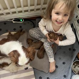 Cavalier King Charles Spaniel and Cavapoo Puppies from Cumberland Cavaliers
