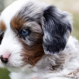 Australian Mountain Doodle, Bernedoodle, Cavapoo, and Goldendoodle Puppies from Angel Pups Deluxe