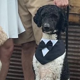 Rio - Poodle
