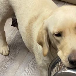 Olive - Ollie - Labrador Retriever