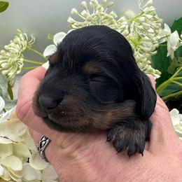 Farron - Black and tan male Dachshund puppy in Exeter, California from Sawtooth Miniature Dachshunds