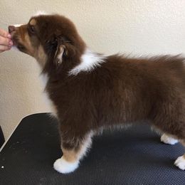 Australian Shepherd Puppies from Highline