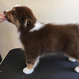 Australian Shepherd Puppies from Highline