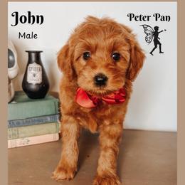 John - Red  male Goldendoodle puppy in Hilton, New York from The House of Goldendoodle