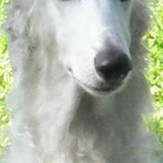 Borzois from Anotak Borzoi